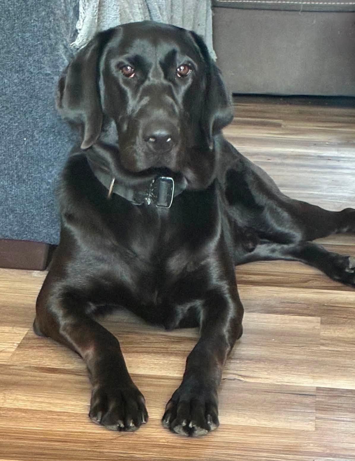 Enlarge LOKI - Needs a Forever Home, a Adoptable mixed breed in Birmingham, MI image 2/6