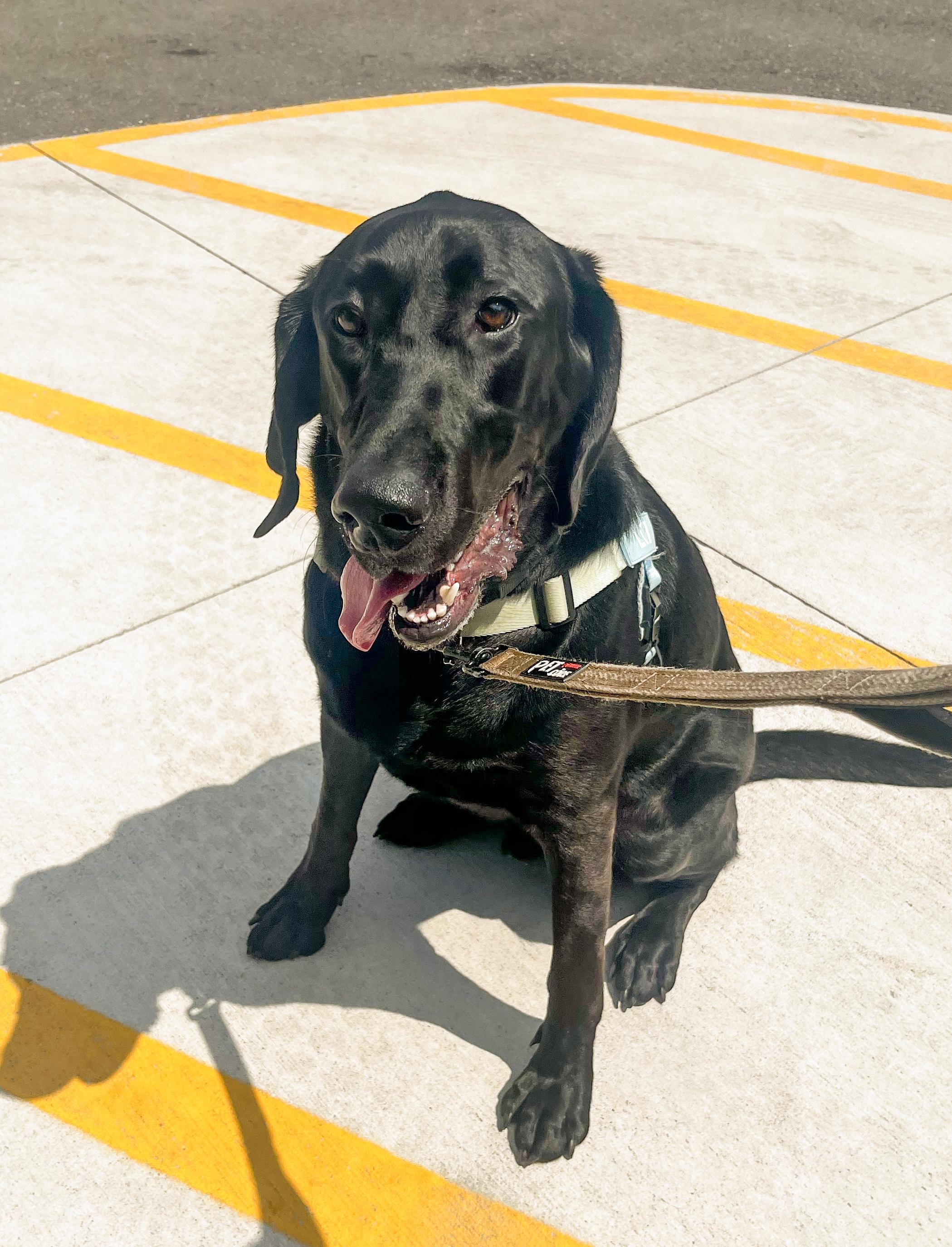 Enlarge LOKI - Needs a Forever Home, a Adoptable mixed breed in Birmingham, MI image 5/6