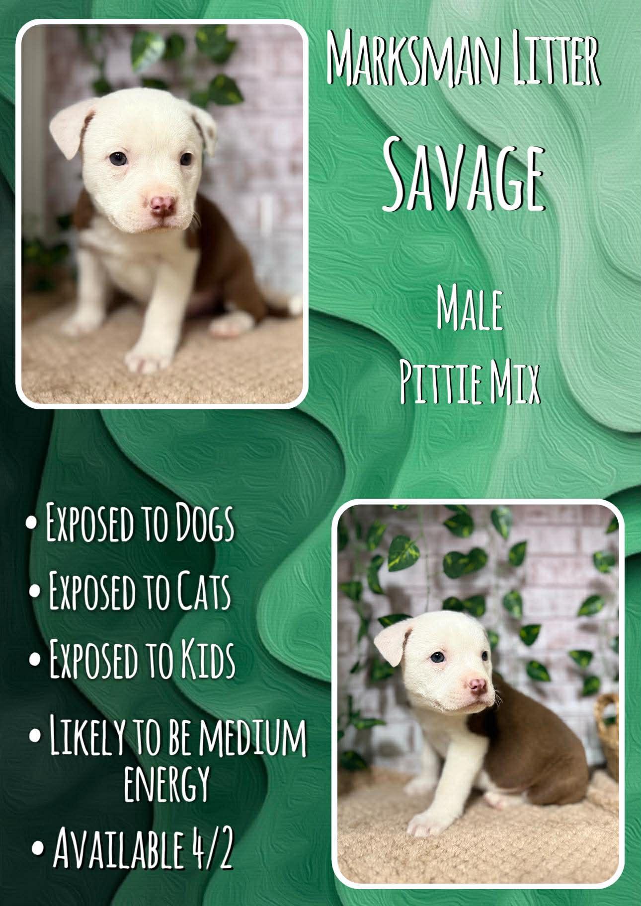 Savage - Marksman, Adoptable, Puppy Male Pit Bull Terrier.