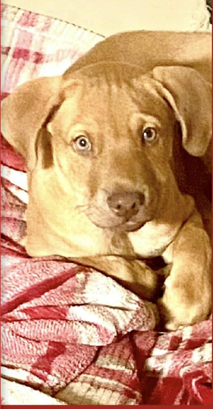 Enlarge Acorn, a ADOPTABLE mixed breed in Dallas, TX image 1/2