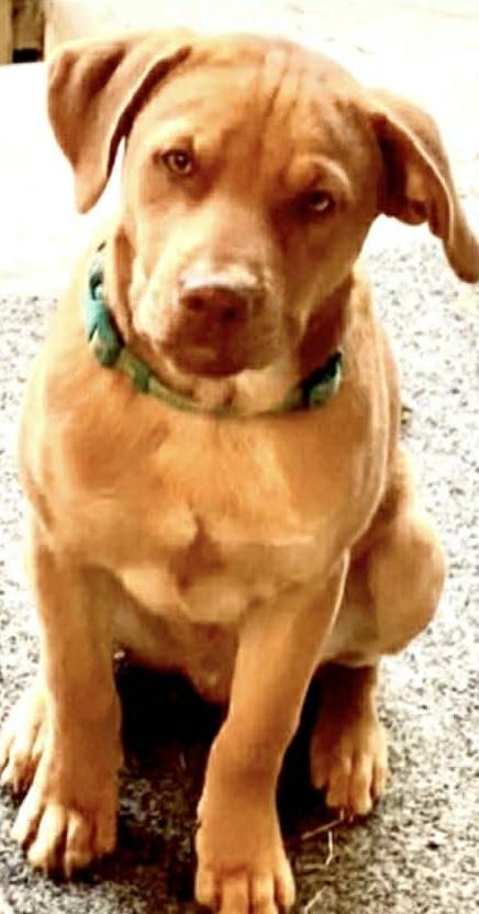 Enlarge Acorn, a ADOPTABLE mixed breed in Dallas, TX image 2/2