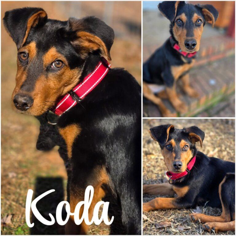 Koda, ADOPTABLE, Young Male Doberman Pinscher.