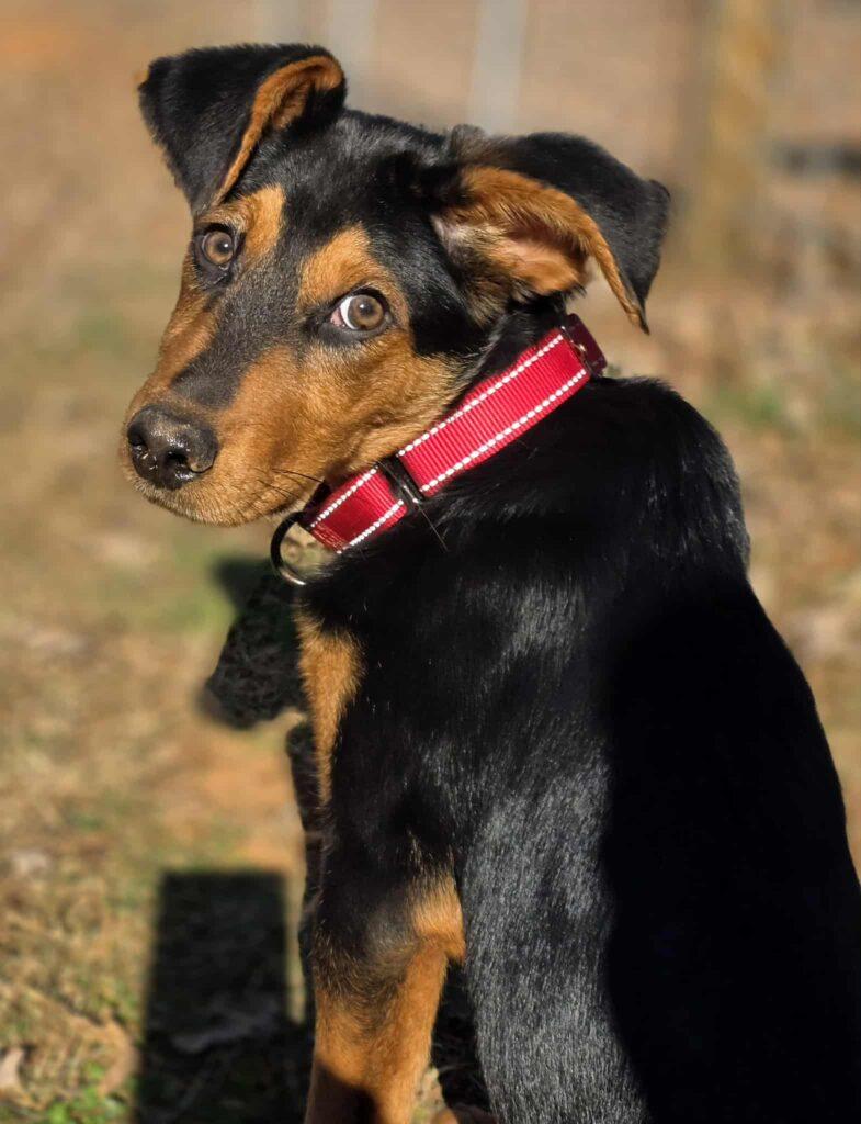 Koda, a ADOPTABLE mixed breed in Red Hook, NY image 2/4