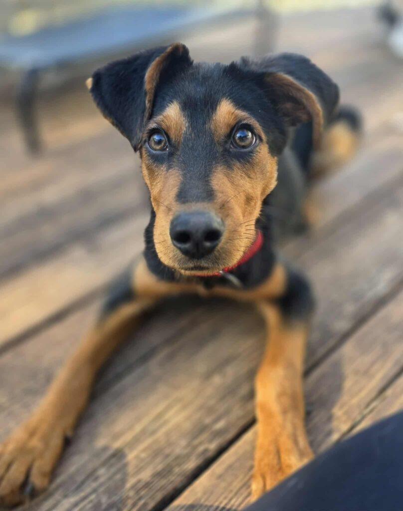 Koda, a ADOPTABLE mixed breed in Red Hook, NY image 4/4