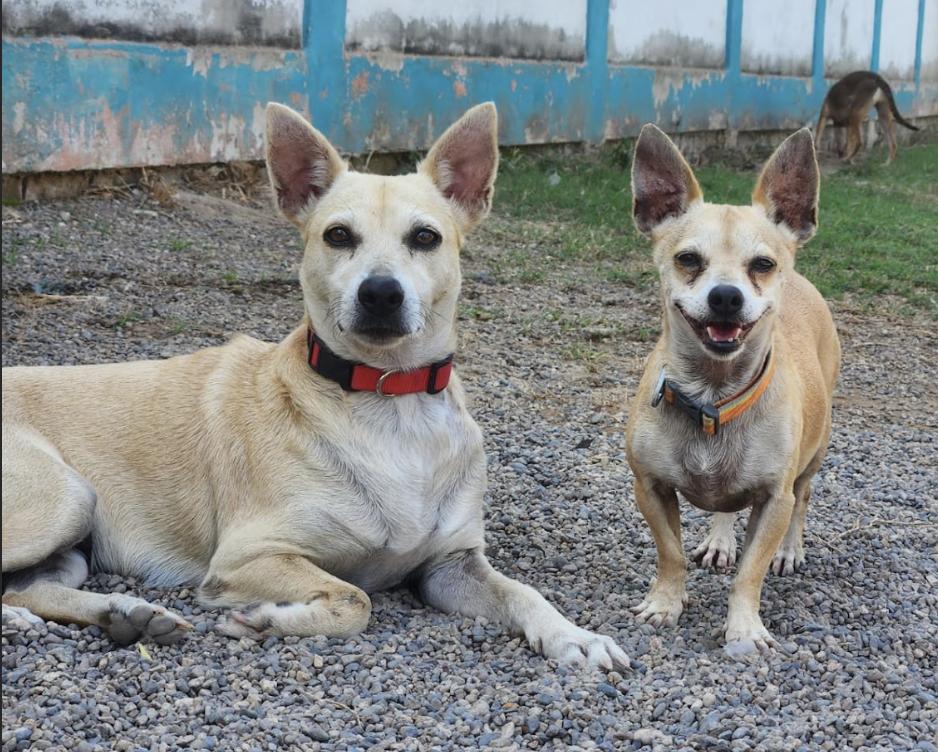Enlarge Misha , an adopted Mixed Breed in EL COLORADO, JAL image 5/6