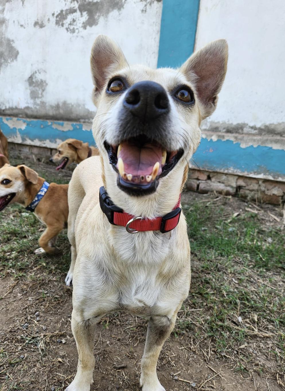 Misha , adopted, Senior Female Mixed Breed.