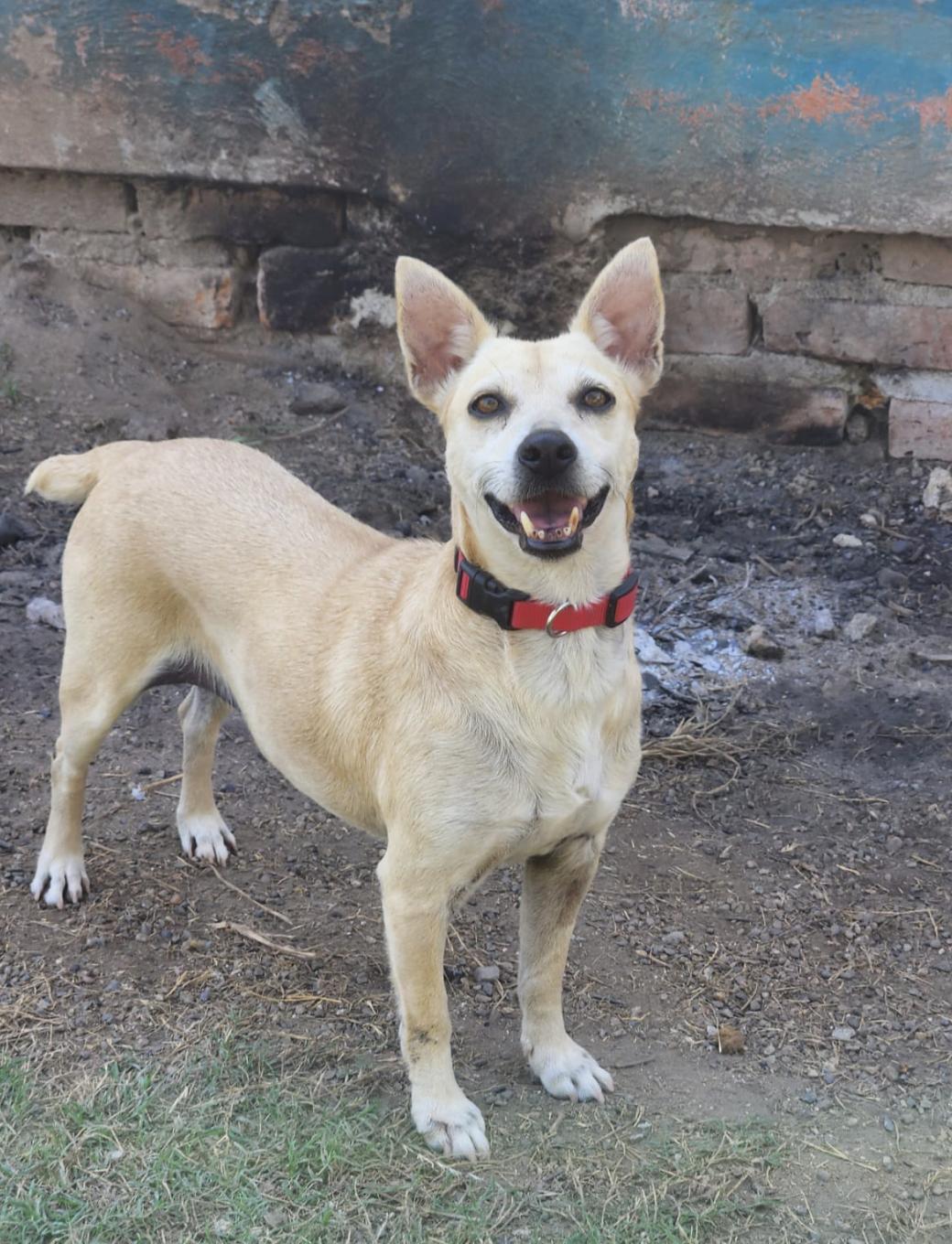Enlarge Misha , an adopted Mixed Breed in EL COLORADO, JAL image 2/6