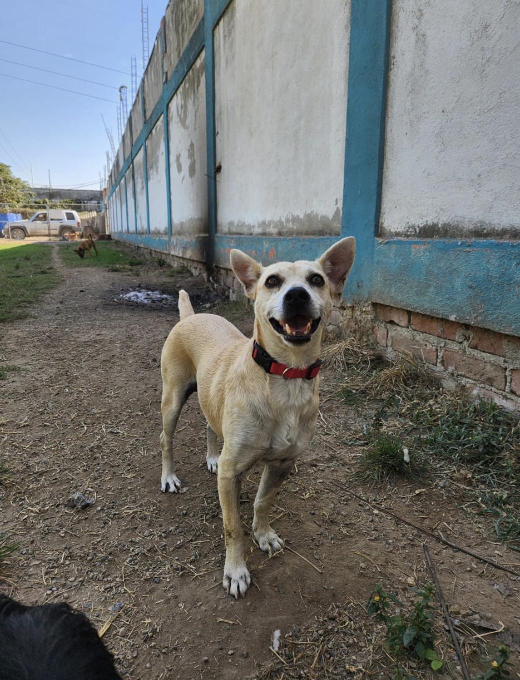 Enlarge Misha , an adopted Mixed Breed in EL COLORADO, JAL image 3/6