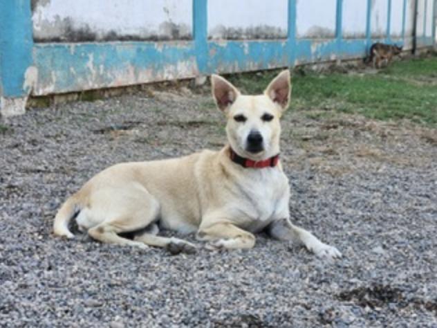 Enlarge Misha , an adopted Mixed Breed in EL COLORADO, JAL image 4/6