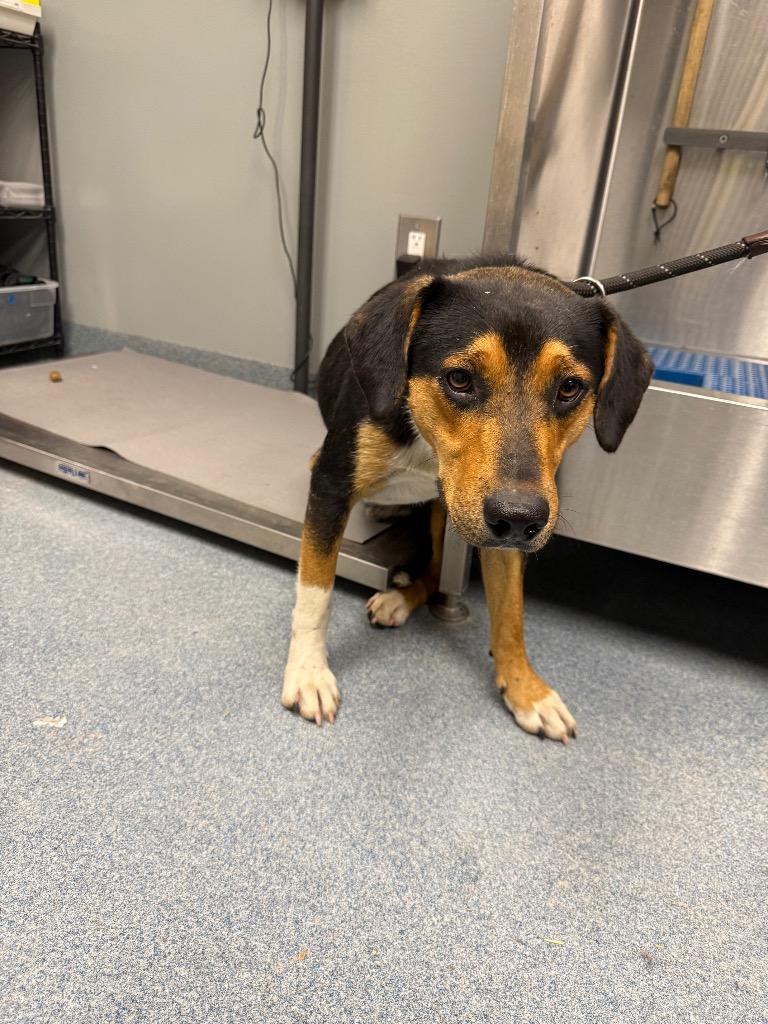 Darian, Adoptable, Puppy Male Mixed Breed.