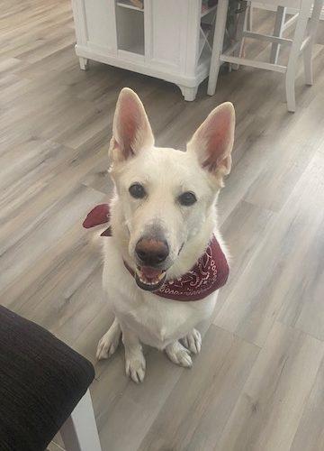 Sir, Adoptable, Adult Male White German Shepherd.
