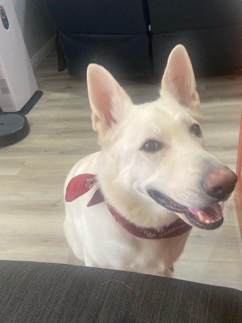 Sir, a Adoptable White German Shepherd in Henderson, NV image 2/3
