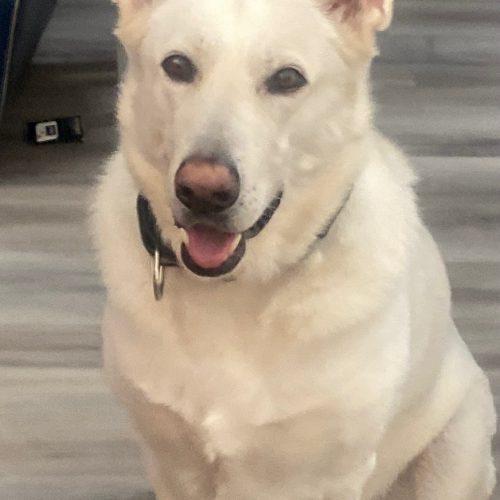 Enlarge Sir, a Adoptable White German Shepherd in Henderson, NV image 2/3
