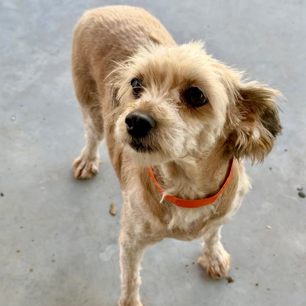 Sophia - Missouri MR26-299, Adoptable, Adult Female Australian Shepherd & Poodle.