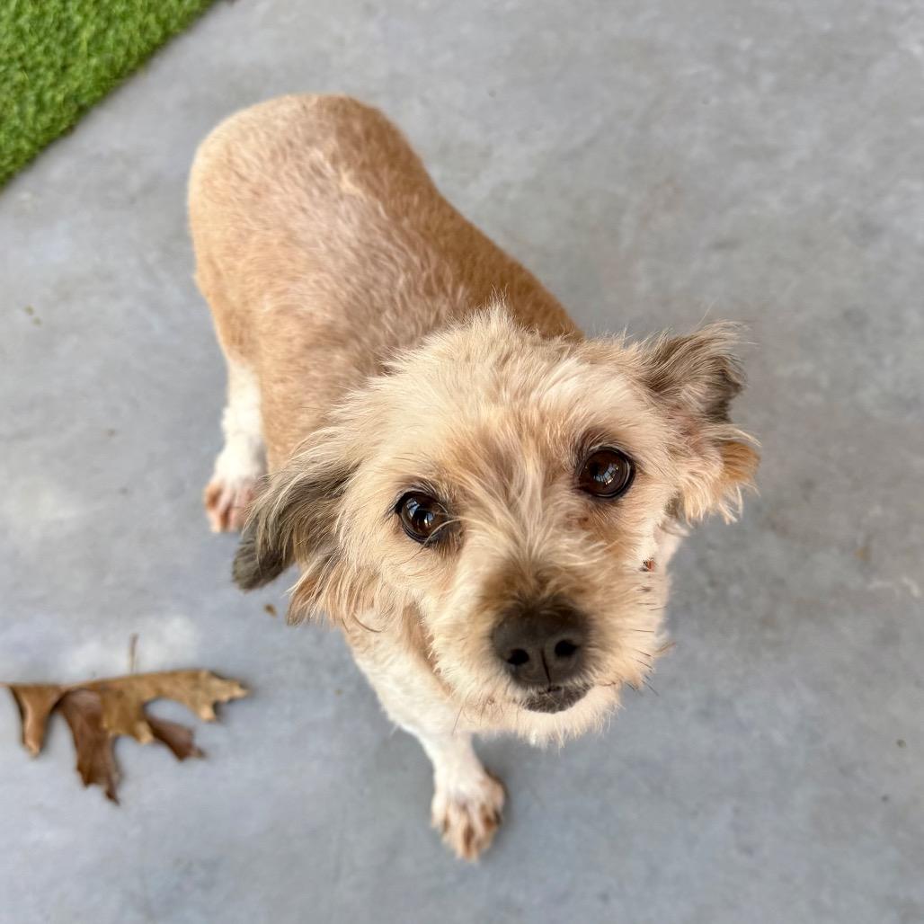 Enlarge Sophia - Missouri MR26-299, a Adoptable mixed breed in Peyton, CO image 2/6