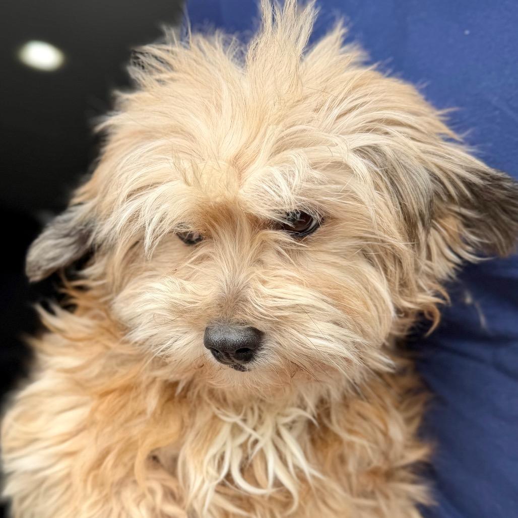 Enlarge Sophia - Missouri MR26-299, a Adoptable mixed breed in Peyton, CO image 3/6