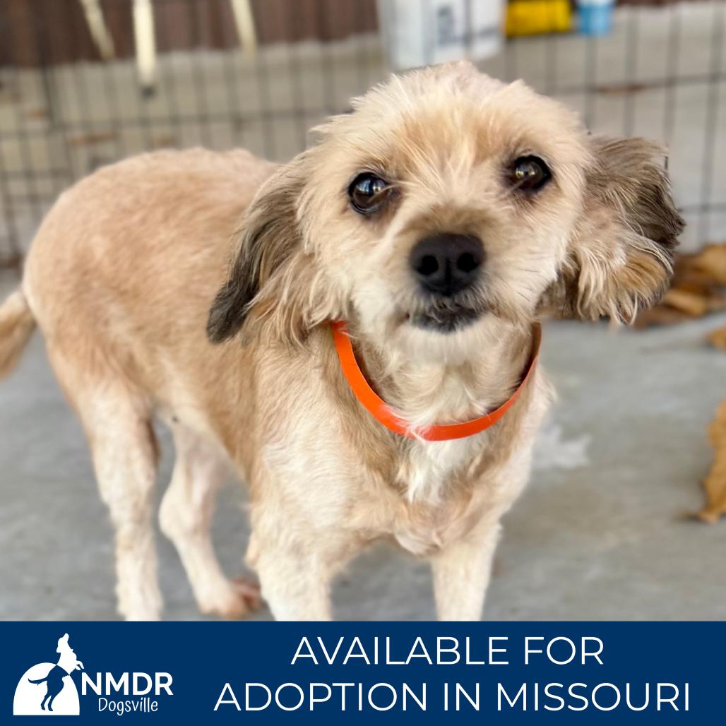 Enlarge Sophia - Missouri MR26-299, a Adoptable mixed breed in Peyton, CO image 4/6