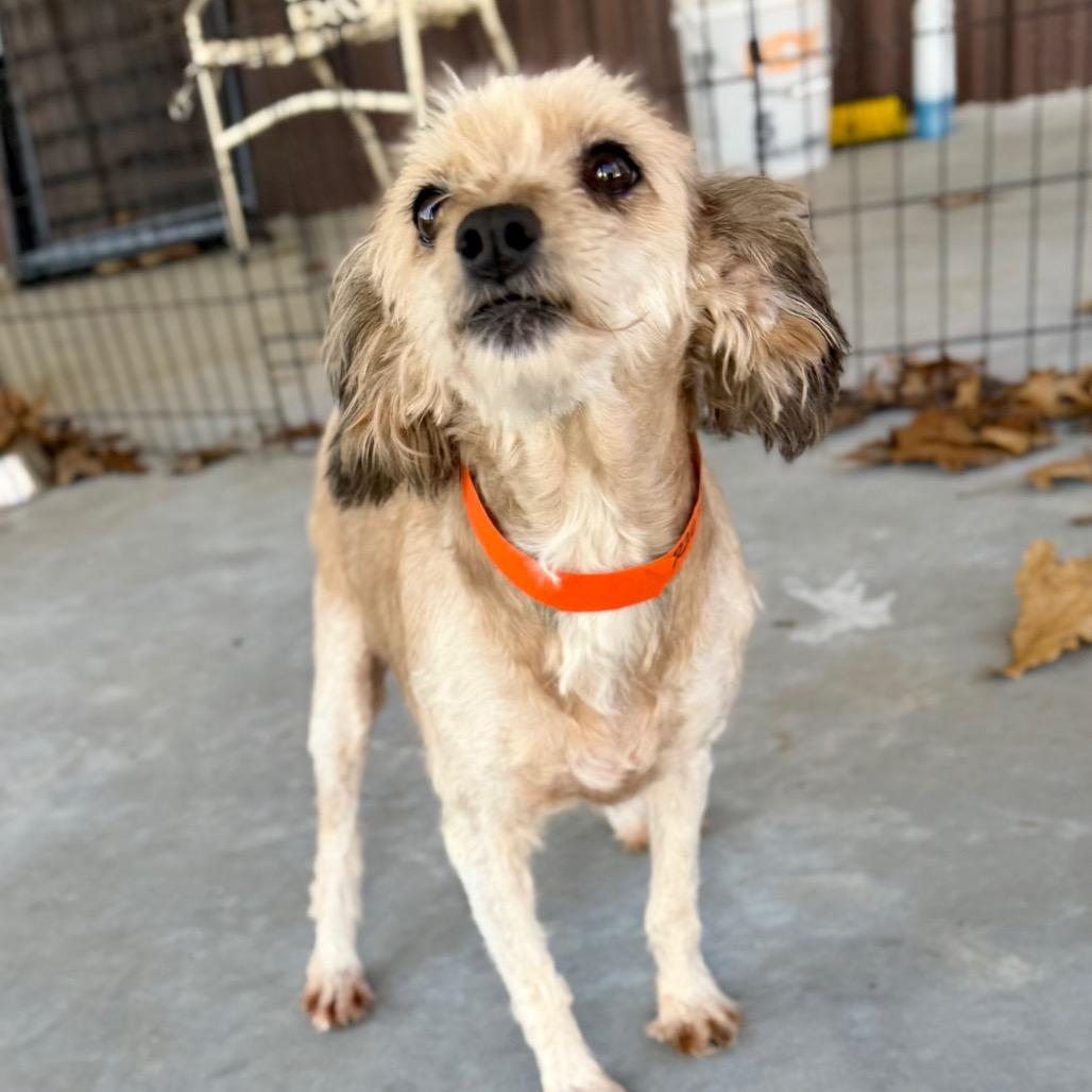 Enlarge Sophia - Missouri MR26-299, a Adoptable mixed breed in Peyton, CO image 5/6