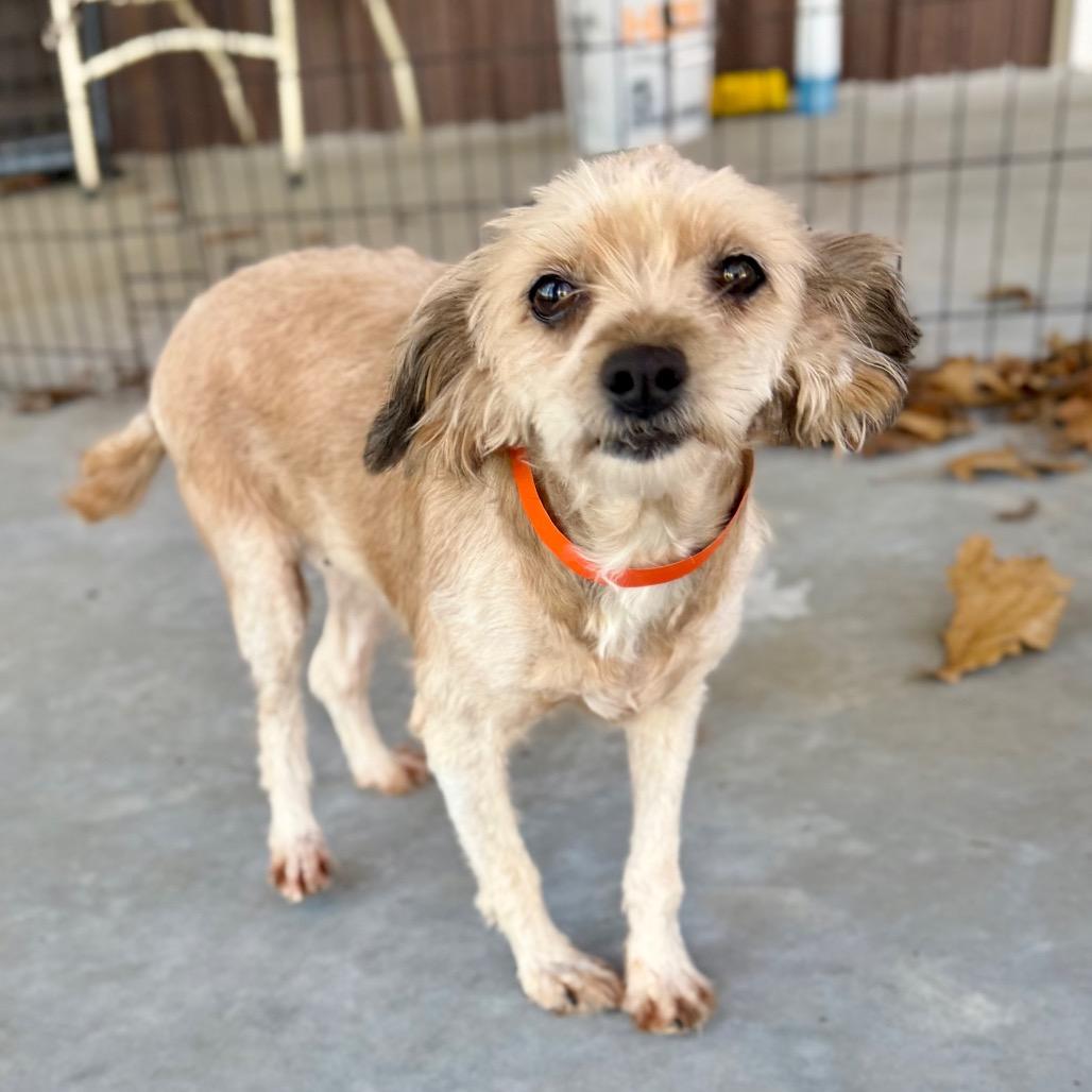 Enlarge Sophia - Missouri MR26-299, a Adoptable mixed breed in Peyton, CO image 6/6