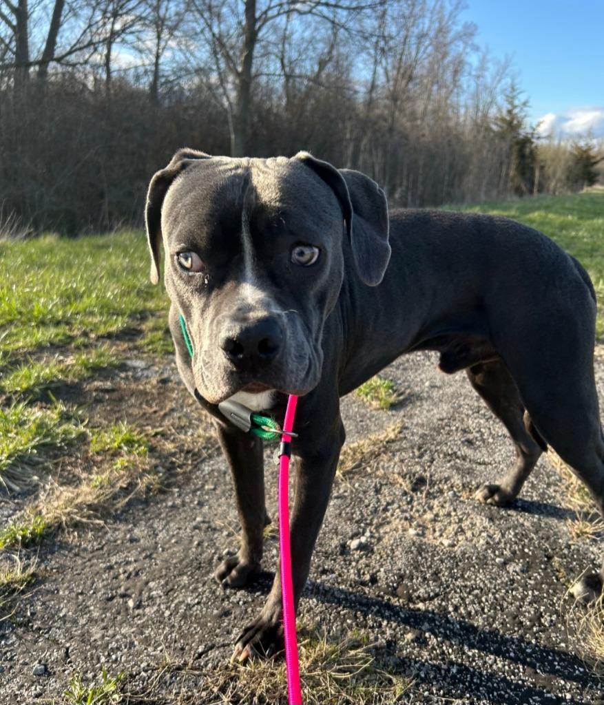 Enlarge Monty, a Adoptable mixed breed in Defiance, OH image 3/6