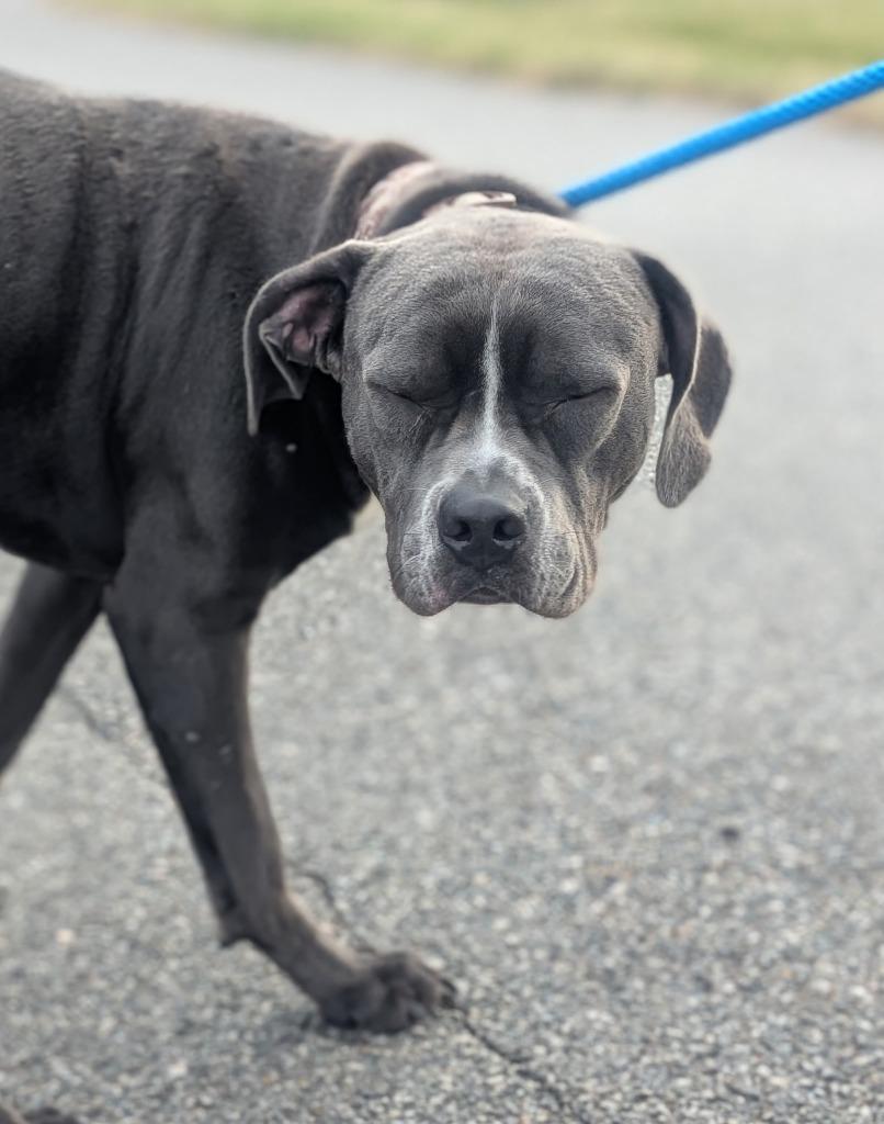 Enlarge Monty, a Adoptable mixed breed in Defiance, OH image 5/6