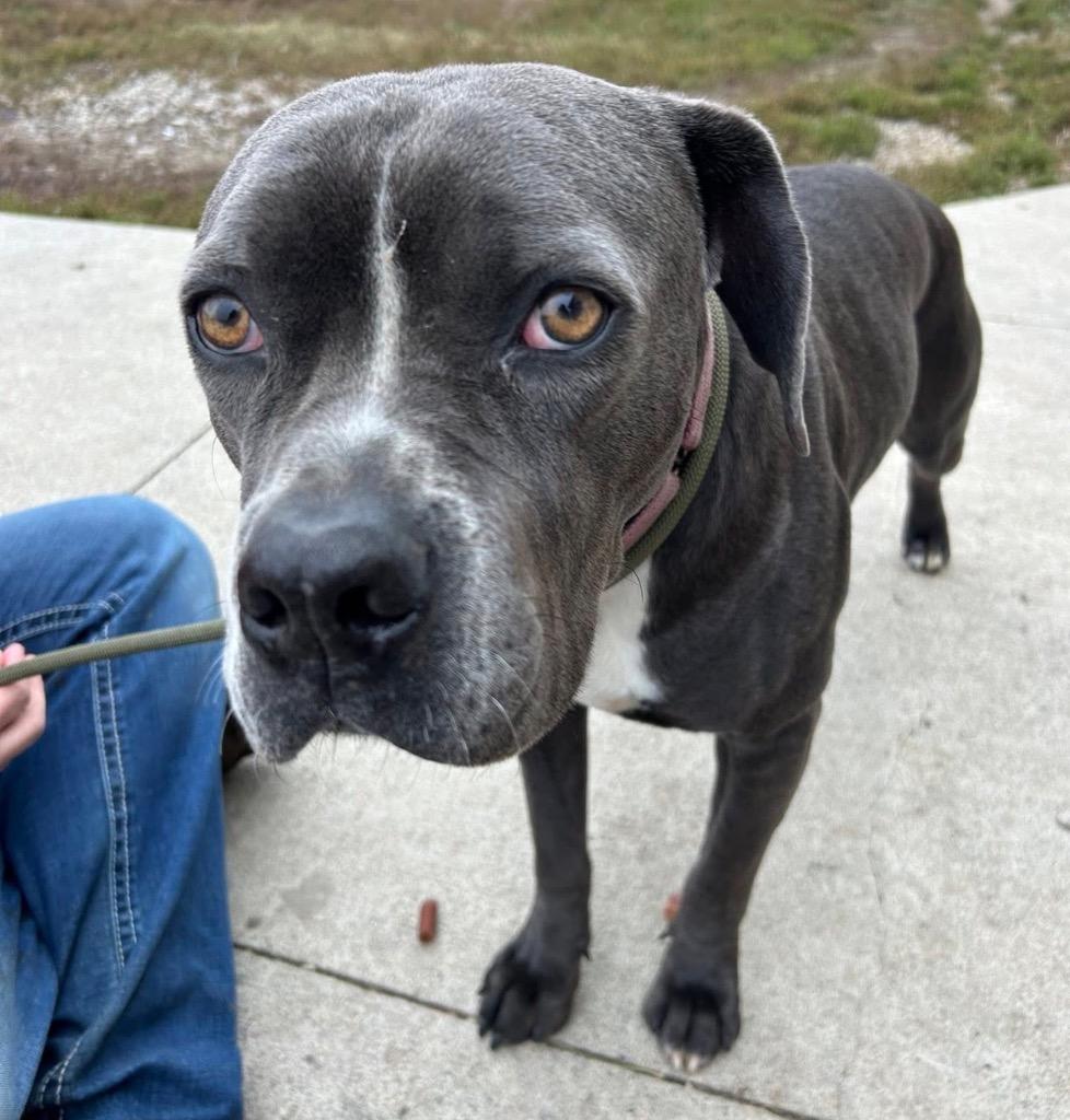 Enlarge Monty, a Adoptable mixed breed in Defiance, OH image 6/6