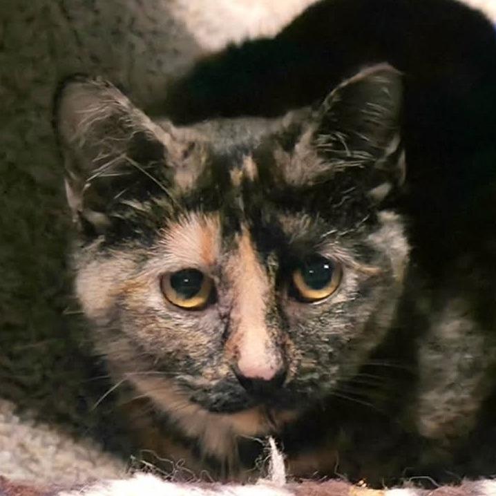 Enlarge Torti, a Adoptable Domestic Short Hair in Kansas City, MO image 1/5