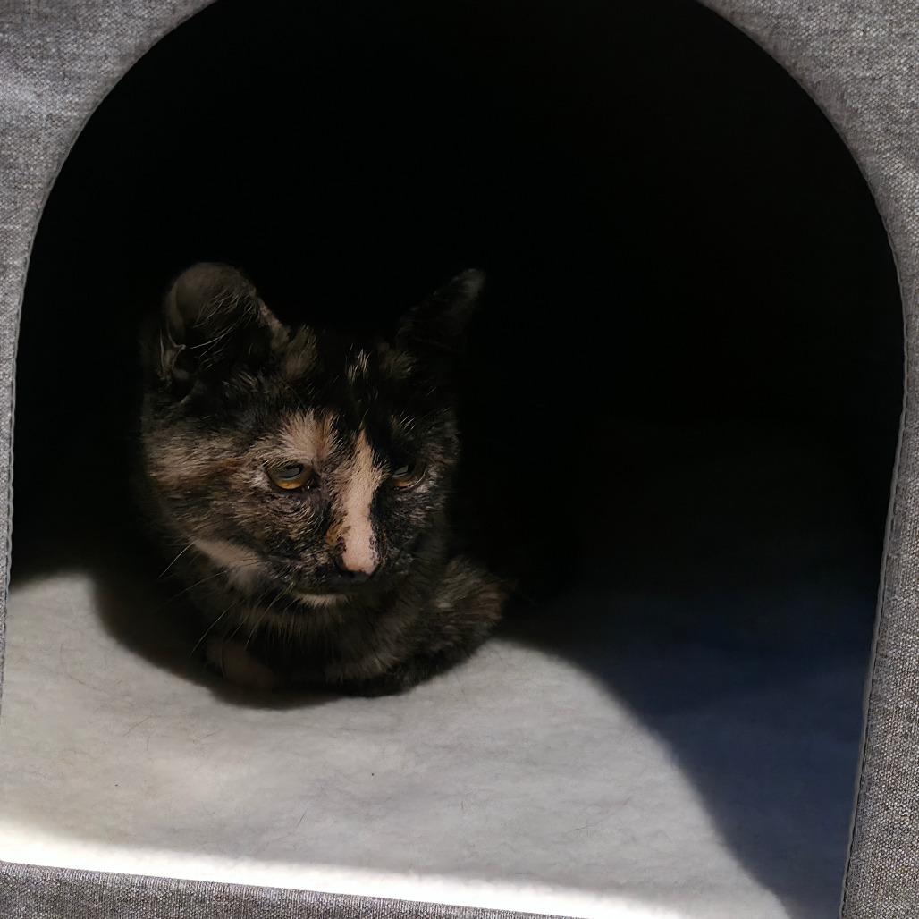 Enlarge Torti, a Adoptable Domestic Short Hair in Kansas City, MO image 2/5