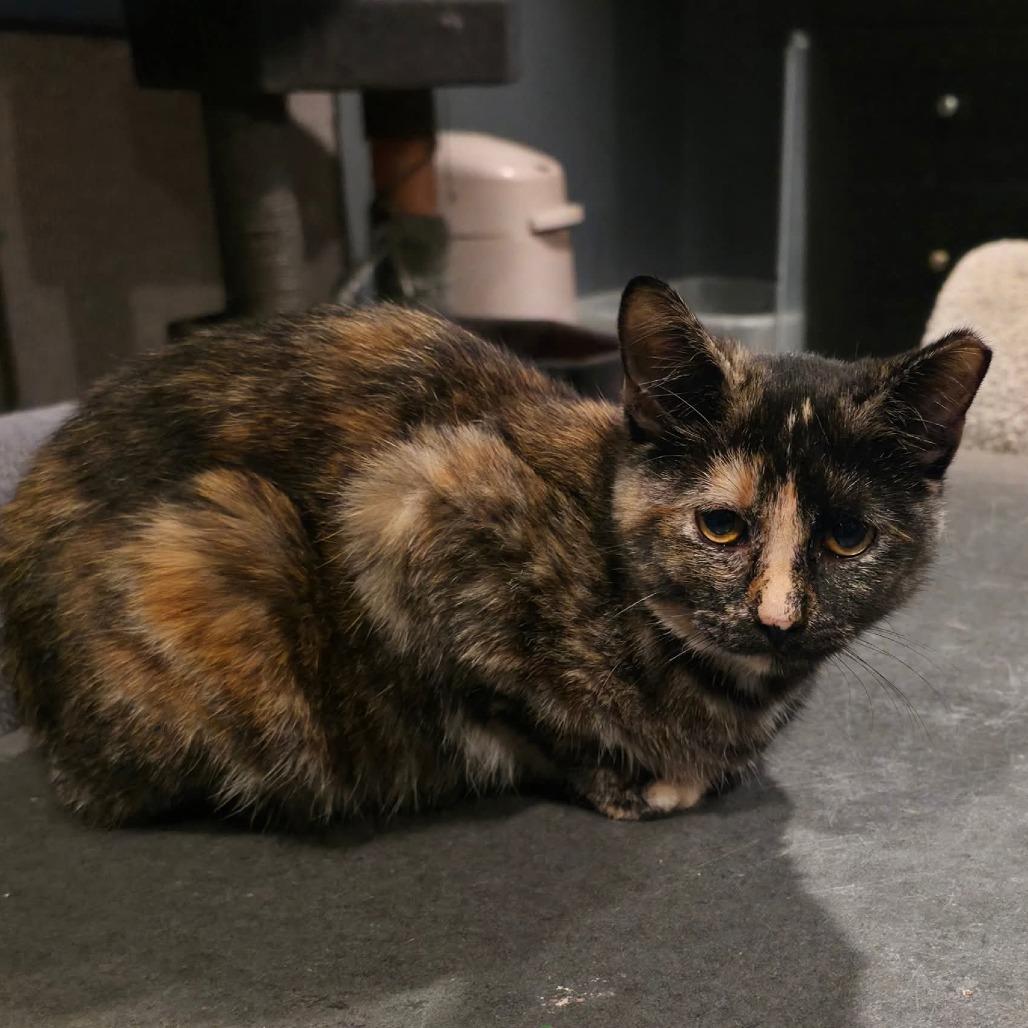 Enlarge Torti, a Adoptable Domestic Short Hair in Kansas City, MO image 3/5
