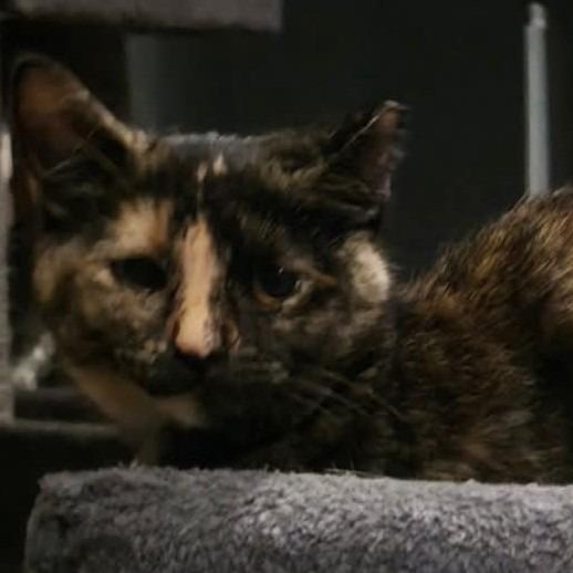 Enlarge Torti, a Adoptable Domestic Short Hair in Kansas City, MO image 4/5