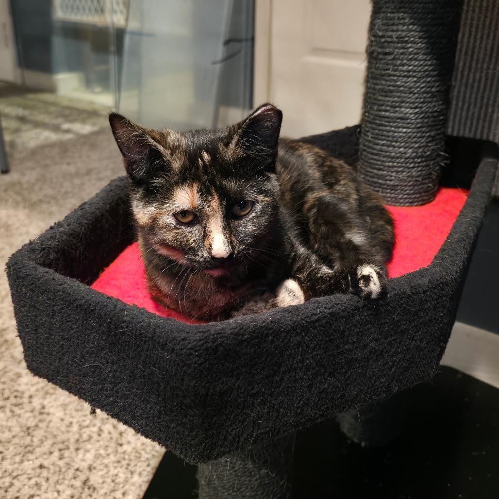 Enlarge Torti, a Adoptable Domestic Short Hair in Kansas City, MO image 5/5