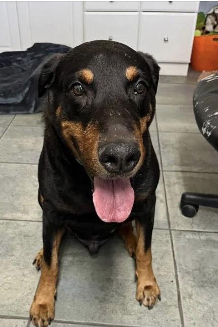 Rocky 3484, a Adoptable Doberman Pinscher in Oakland Park, FL image 1/3