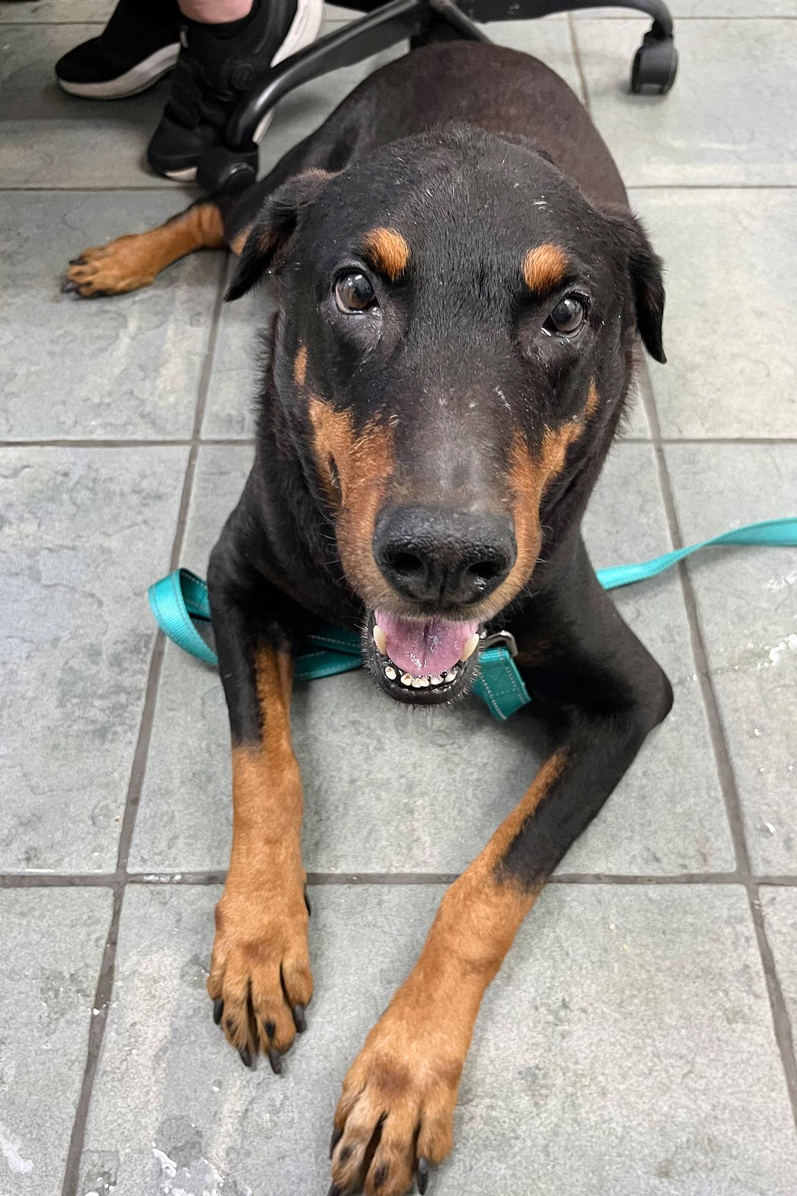 Rocky 3484, a Adoptable Doberman Pinscher in Oakland Park, FL image 2/3