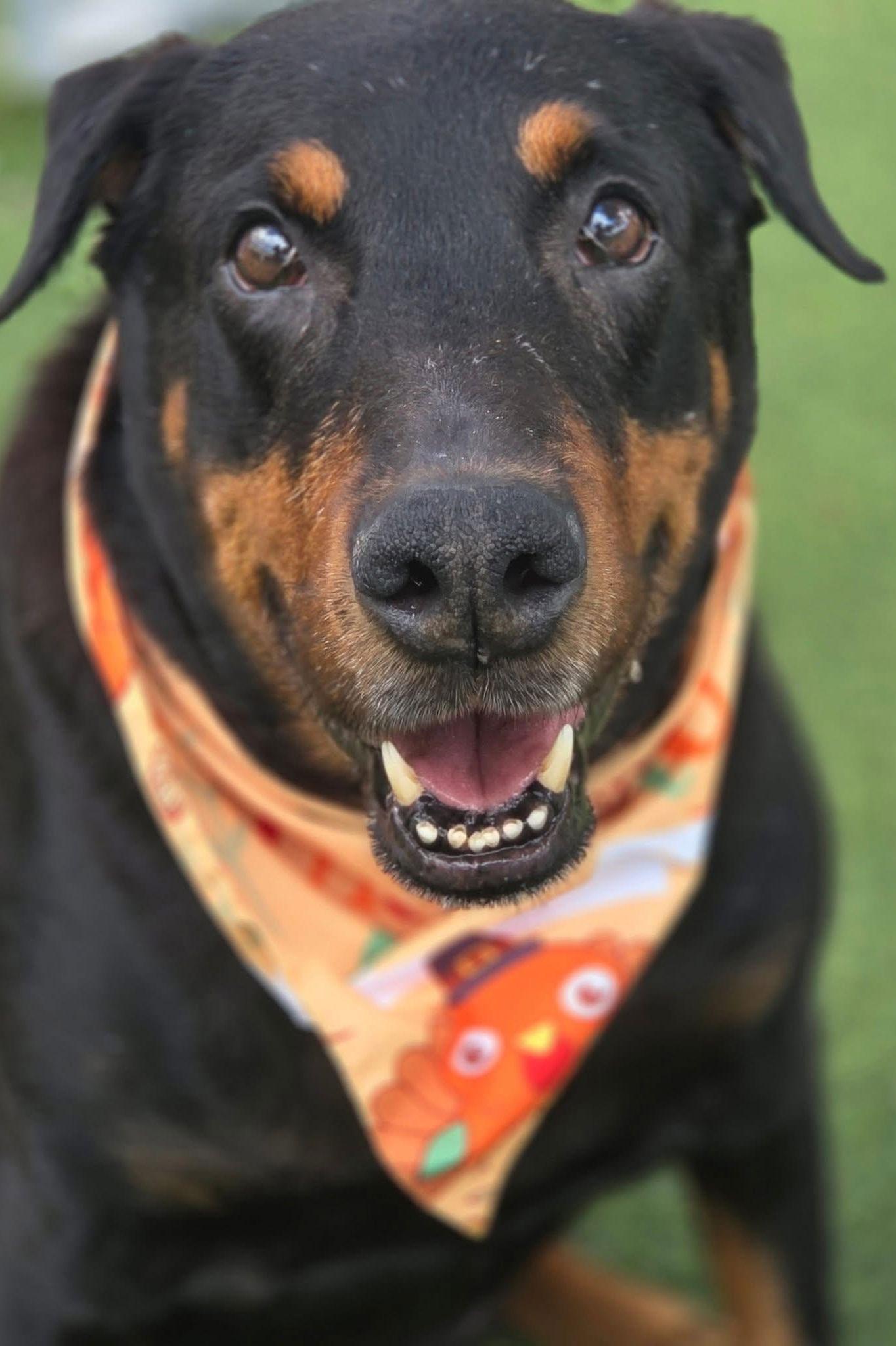 Rocky 3484, a Adoptable Doberman Pinscher in Oakland Park, FL image 3/3