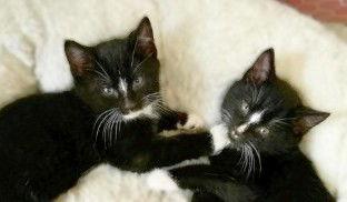 Enlarge Robbie, a Adoptable Domestic Short Hair in Berlin, MD image 1/3