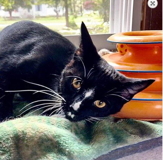 Robbie, a Adoptable Domestic Short Hair in Berlin, MD image 1/6