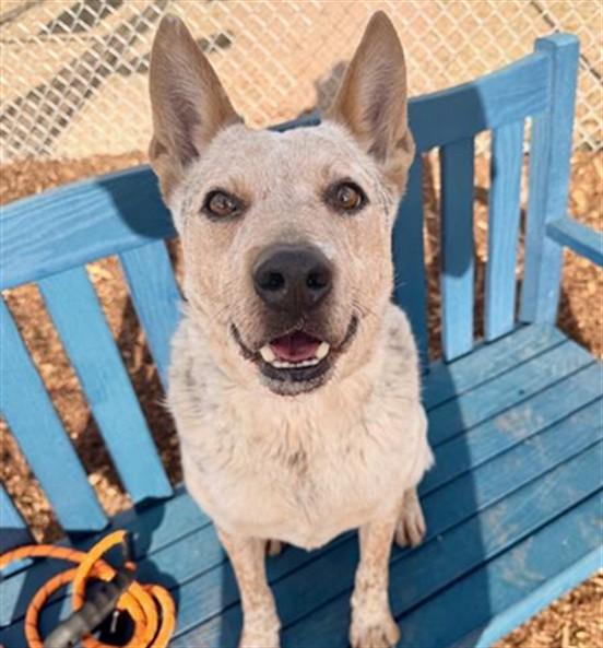 Enlarge NITO, a Adoptable Australian Cattle Dog / Blue Heeler in Denver, CO image 1/1
