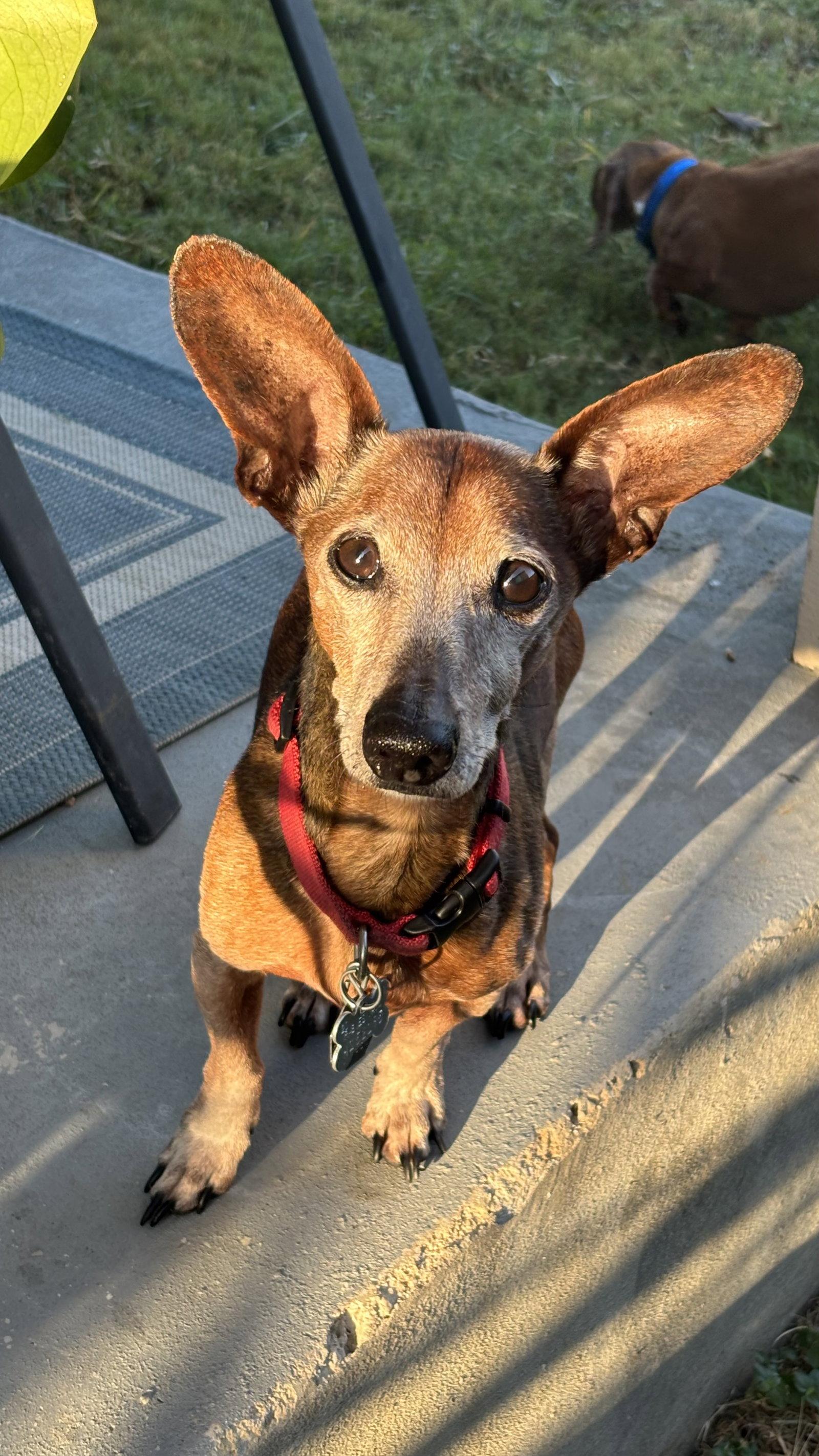 Enlarge Simon, a Adoptable mixed breed in Austin, TX image 1/3