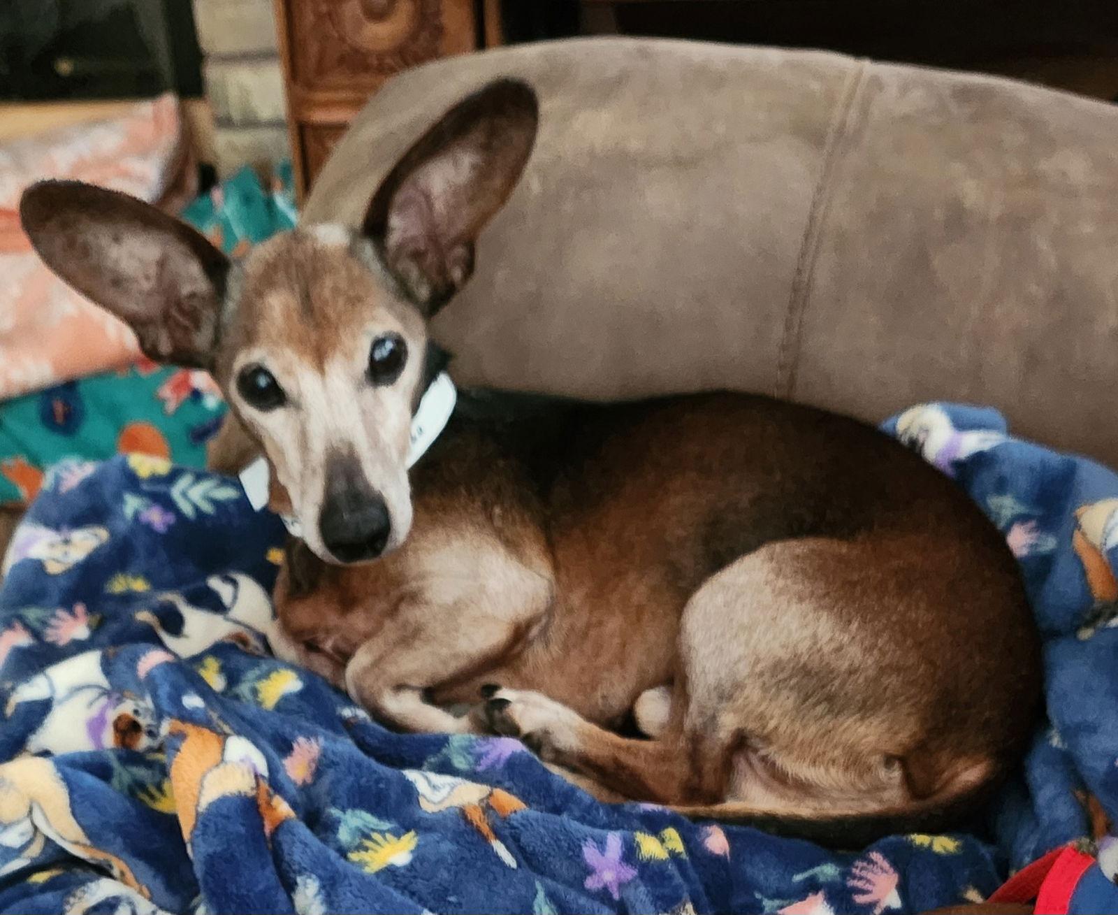 Simon, Adoptable, Senior Male Dachshund & Chihuahua.