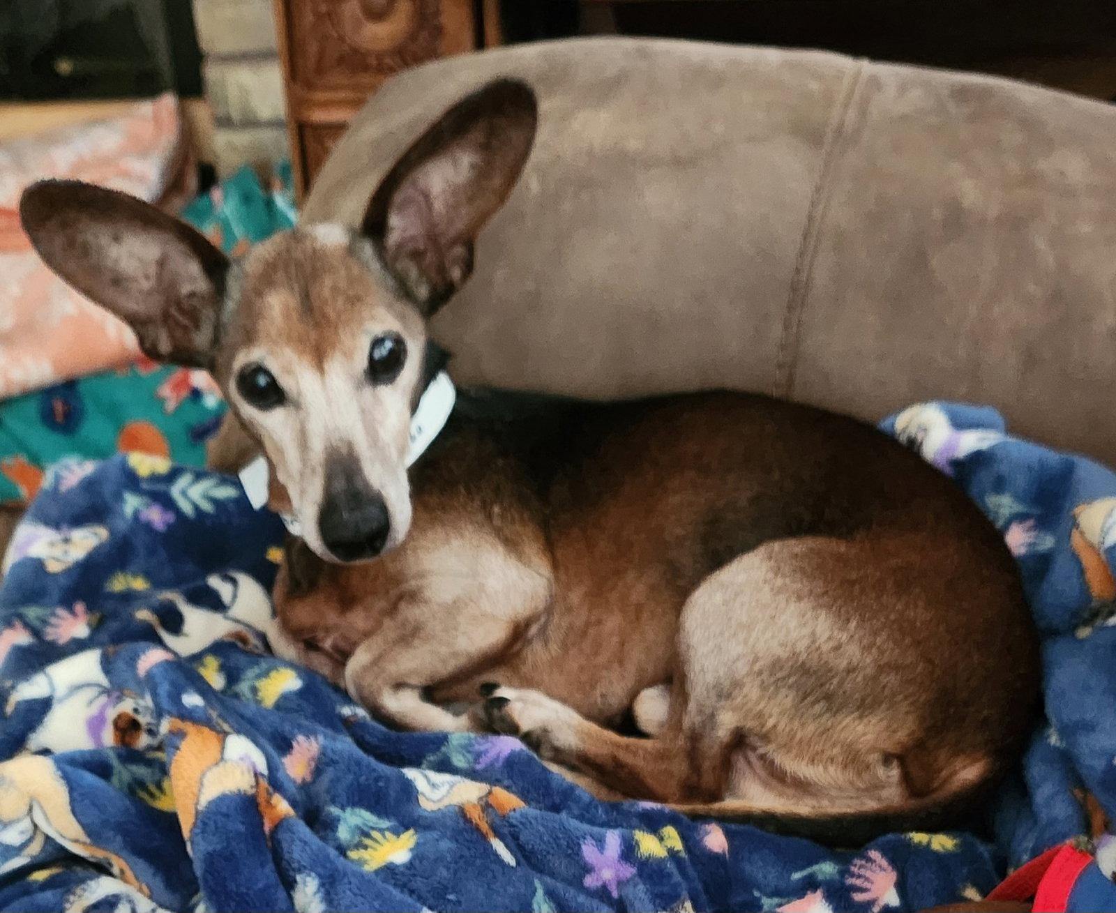 Simon, Adoptable, Senior Male Dachshund & Chihuahua.