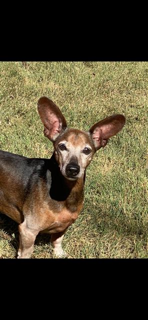 Simon, a Adoptable mixed breed in Austin, TX image 2/3