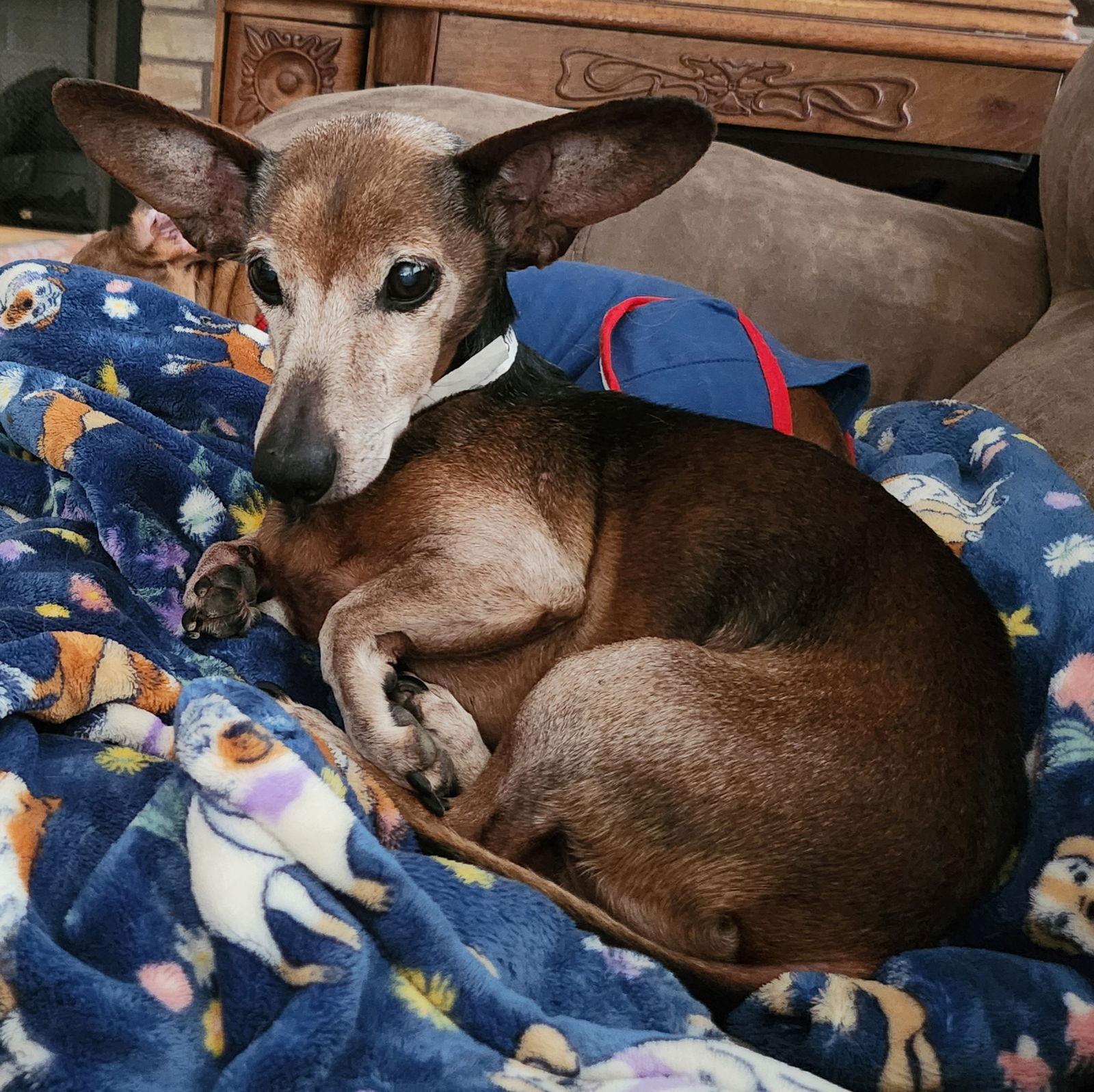 Simon, a Adoptable mixed breed in Austin, TX image 3/3