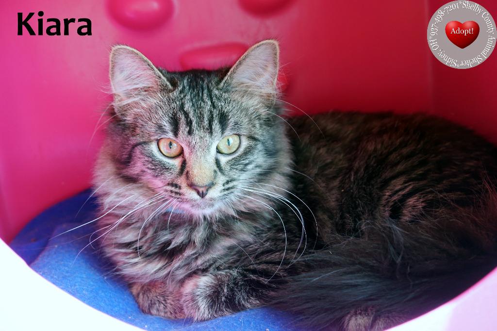 Kiara, Adopted, Kitten Female Domestic Medium Hair.