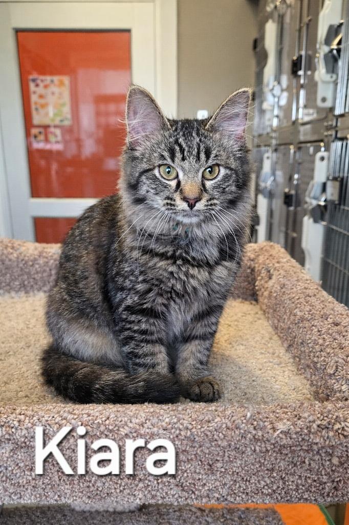 Enlarge Kiara, a Adopted mixed breed in Sidney, OH image 2/2