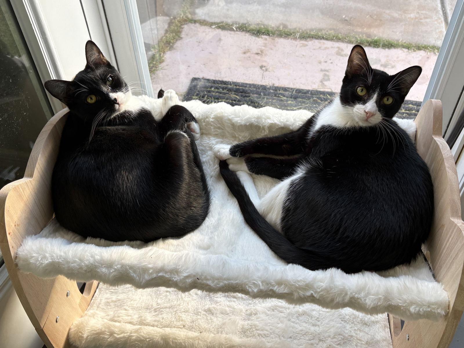 Enlarge Simpson BONDED with Bart, a Adopted mixed breed in Phoenix, AZ image 2/3