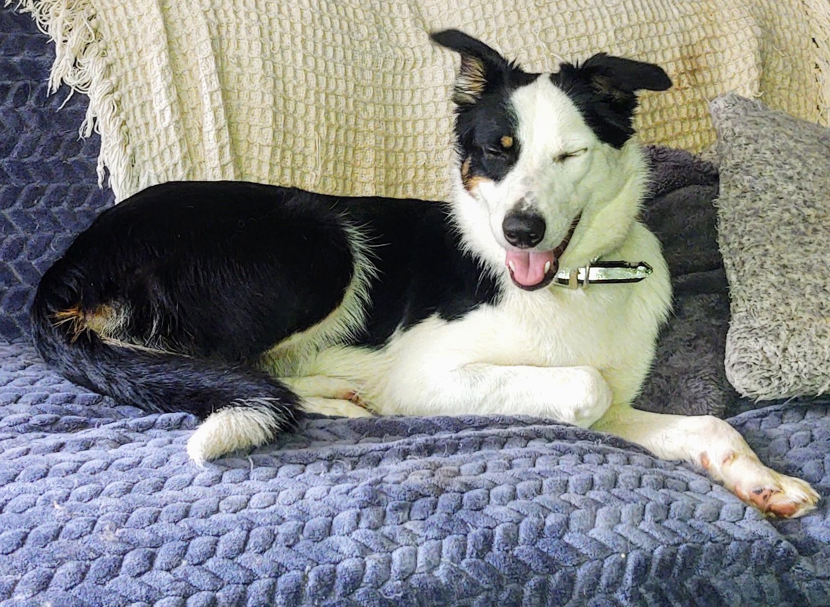 Phantom, Adoptable, Adult Female Border Collie & Australian Shepherd.