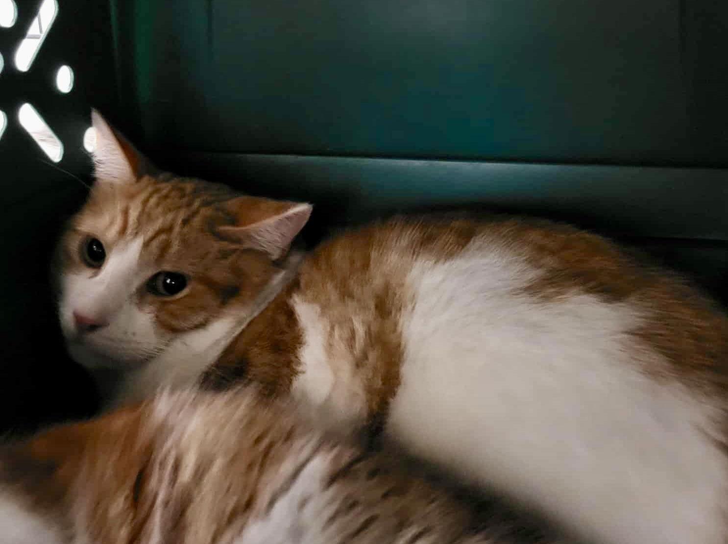 Thomas Jefferson — thumbnail 2