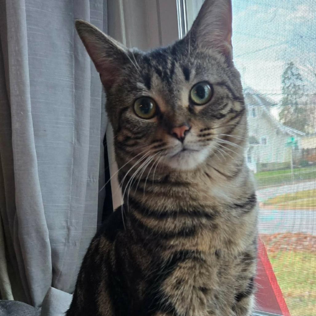 Eclipse, Adoptable, Young Female Domestic Short Hair.