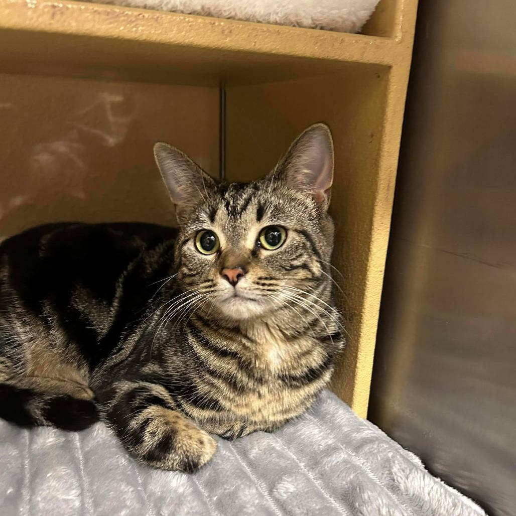 Eclipse, a Adoptable Domestic Short Hair in Plainfield, IL image 2/6