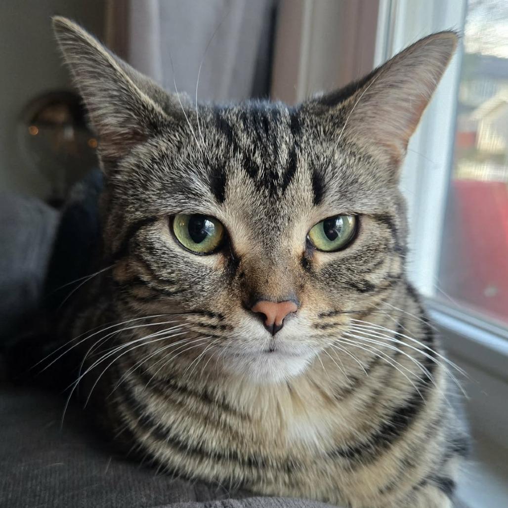Eclipse, a Adoptable Domestic Short Hair in Plainfield, IL image 3/6